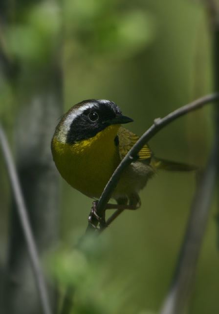 common_yellowthroat7964.jpg