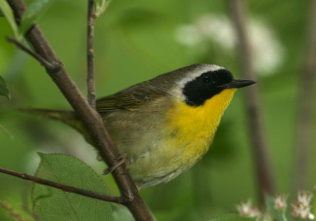 common_yellowthroat8057.jpg