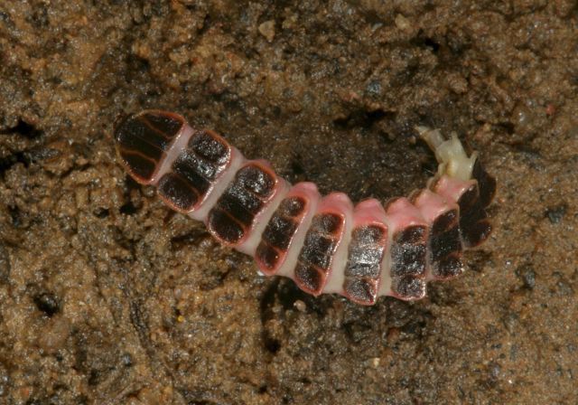 firefly_larvae7866.jpg