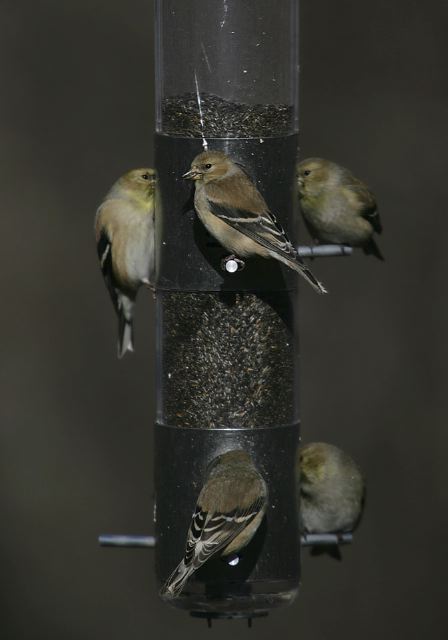 goldfinch5908.jpg