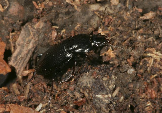 harpalus_sp7813.jpg