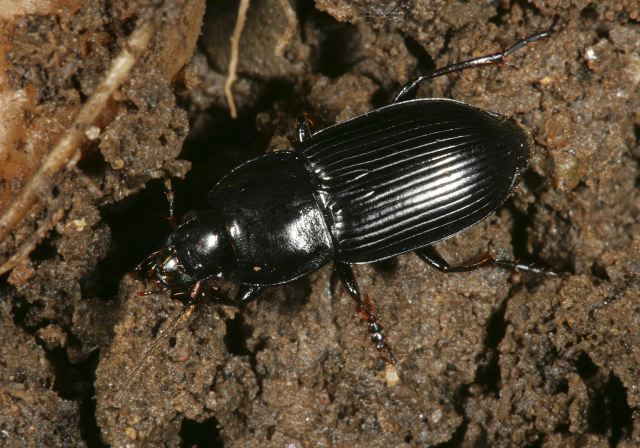 harpalus_sp7822.jpg