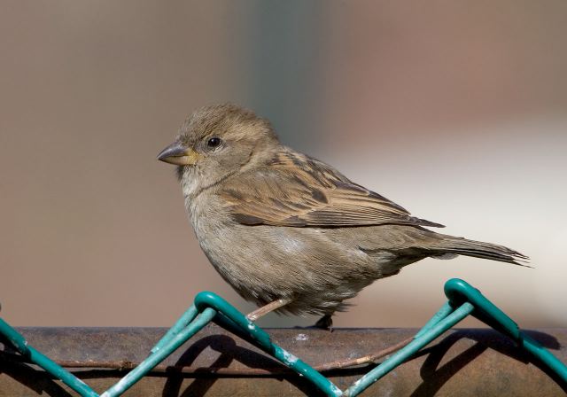 house_sparrow_6327.jpg