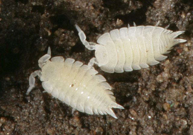 isopod7824.jpg