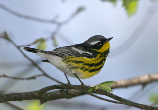 magnolia_warbler8080.jpg