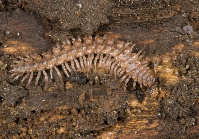 millipede_6296.jpg