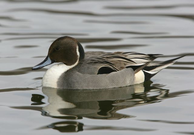 northern_pintail5966.jpg