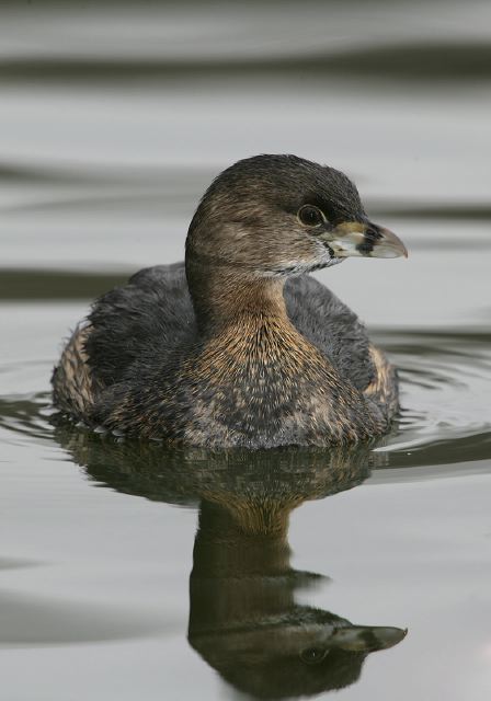 pied-billed_grebe5982.jpg