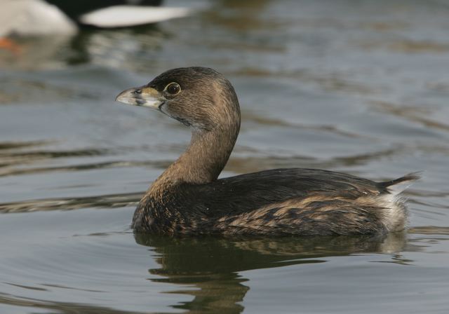 pied-billed_grebe6067.jpg