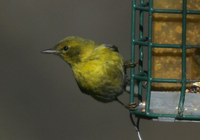 pine_warbler5896.jpg