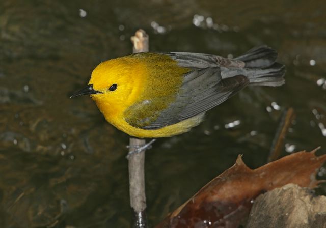 prothonotary_warbler7987.jpg