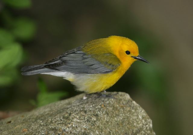 prothonotary_warbler8000.jpg