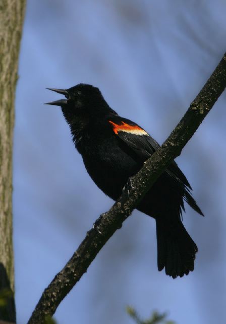 red-winged_blackbird7938.jpg