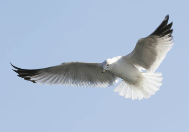 ring-billed_gull6087.jpg