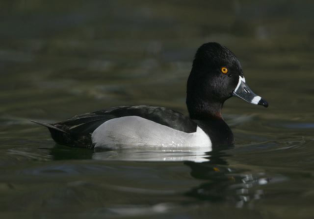 ring-necked_duck7623.jpg