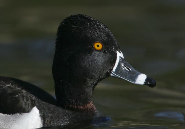 ring-necked_duck7692.jpg