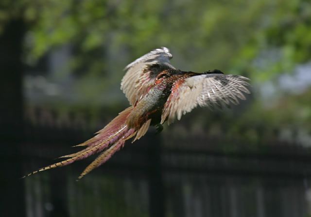 ring-necked_pheasant7930.jpg