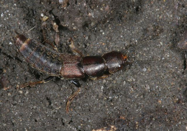 rove_beetle7821.jpg