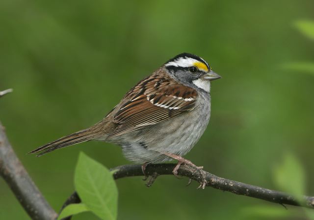 white-throated_sparrow8023.jpg