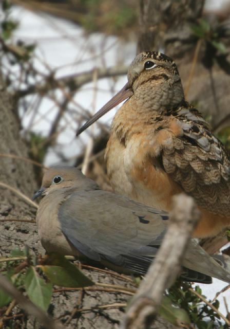 woodcock6249.jpg