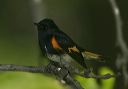 american_redstart_8118