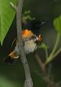 american_redstart_8158