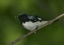 black-throated_blue_w_38ee9