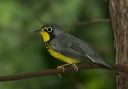 canada_warbler8260