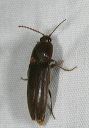 click_beetle8320