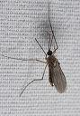 gall_midge_8595