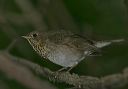 gray-cheeked_thrush8181