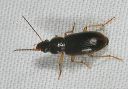 ground_beetle8385