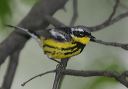 magnolia_warbler8199