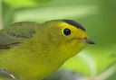 wilson_s_warbler8194