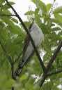 yellow-billed_cuckoo8139