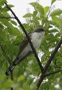 yellow-billed_cuckoo8141