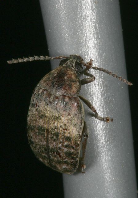 amblycerus_robiniae8379.jpg