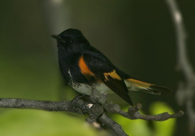 american_redstart_8118.jpg