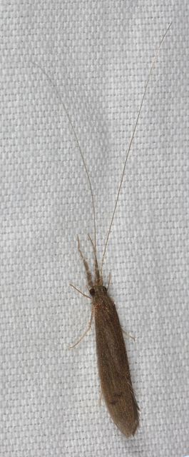 caddisfly8314.jpg