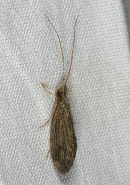 caddisfly8378.jpg