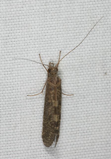 caddisfly8400.jpg