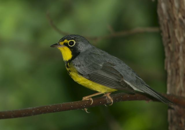 canada_warbler8260.jpg