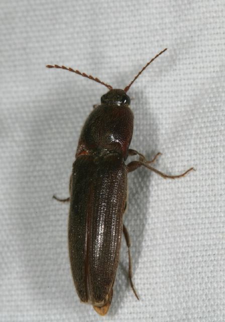 click_beetle8320.jpg