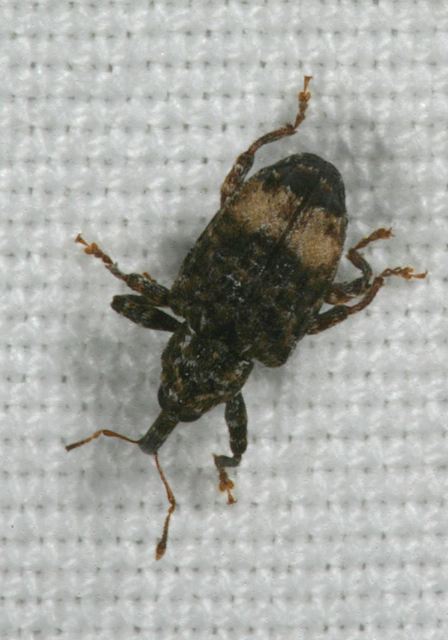 conotrachelus_nenuphar8448.jpg