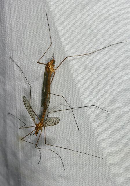 cranefly8458.jpg