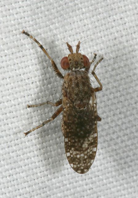 dictya_sp8316.jpg