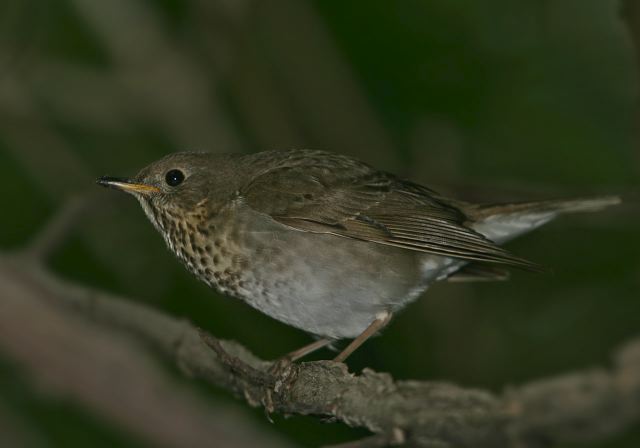 gray-cheeked_thrush8181.jpg