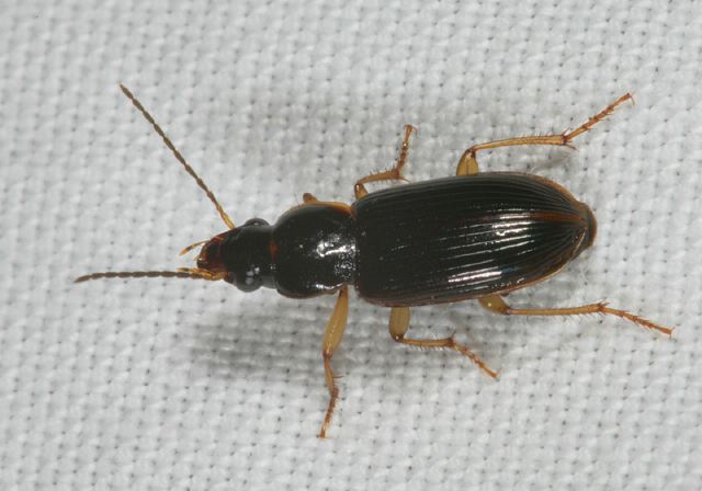 ground_beetle8385.jpg