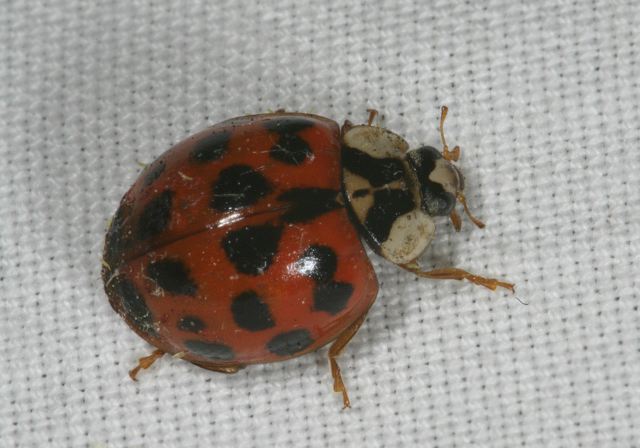 harmonia_axyridis8446.jpg