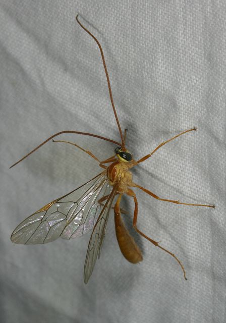 ichneumonidae8444.jpg